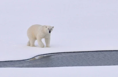 pops polar bear