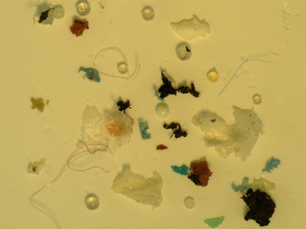 Figure 2. Microplastics recovered from river sediment